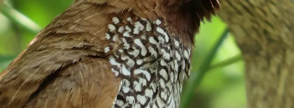 cs18_003